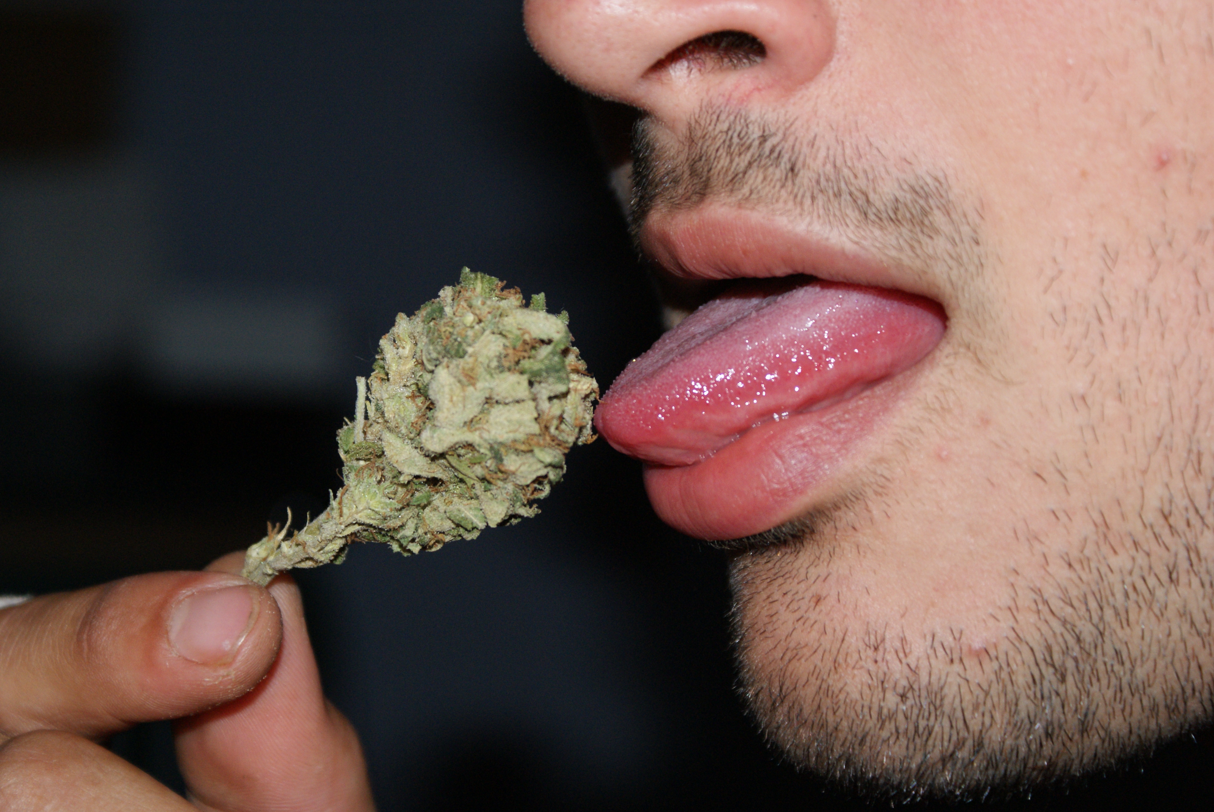 Jack Herer cannabis strain