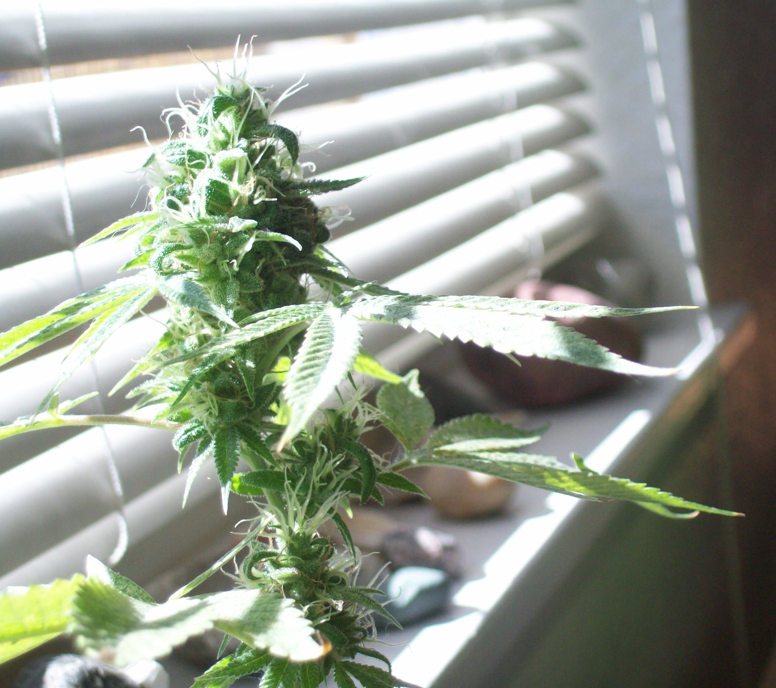 Sour Diesel cannabis strain